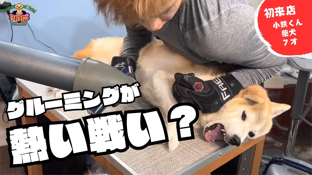噛み犬トリミング初来店！断られた店舗多数の柴犬をグルーミング！！