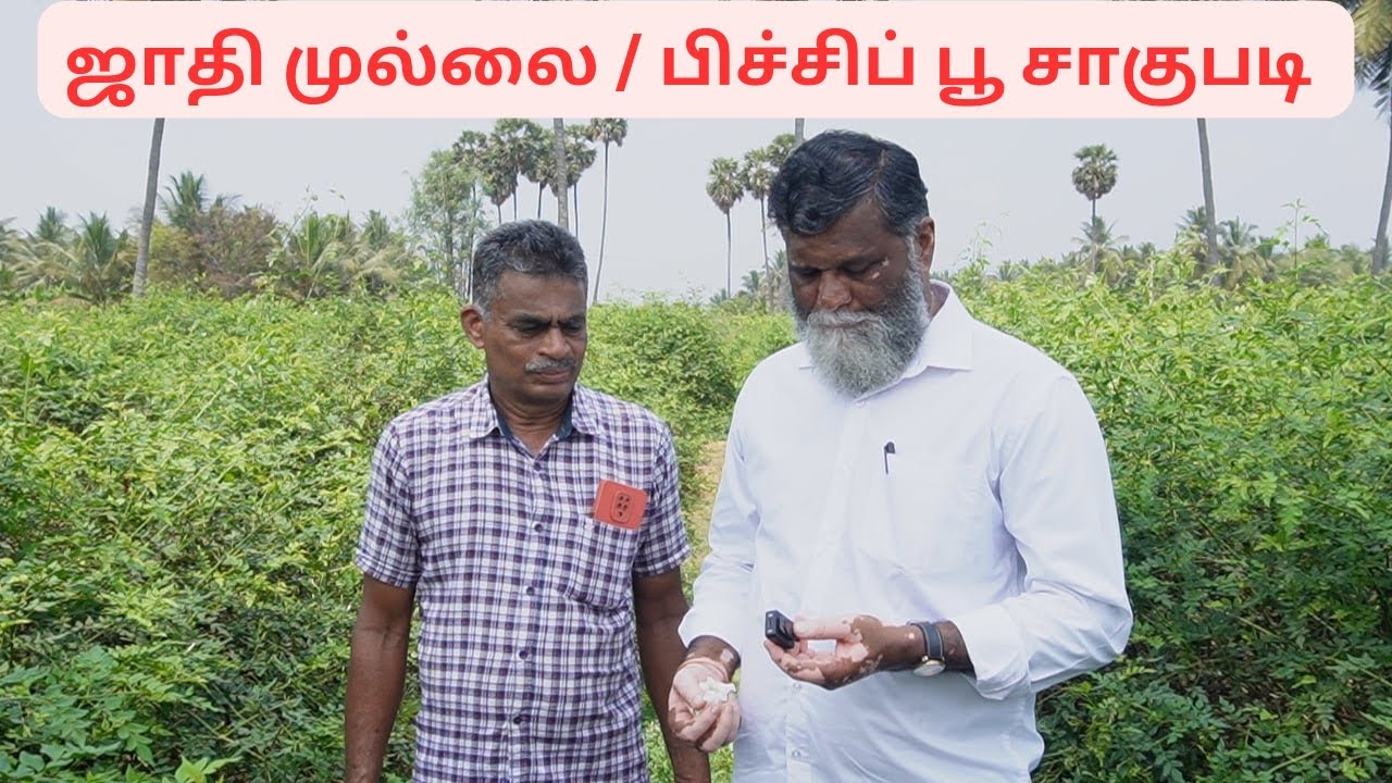 ஜாதி முல்லை / கலர் பிச்சிப் பூ சாகுபடி  |Jasmine  (grandi) flower cultivation |