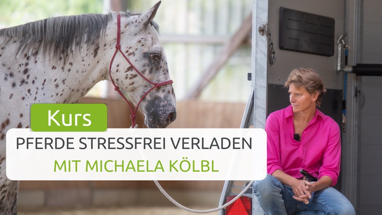 Pferde stressfrei verladen: Der Grundkurs mit Michaela K&ouml;lbl | wehorse - Die Online Reitschule