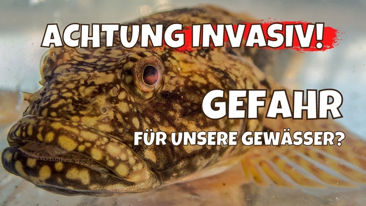 Bedrohung durch Wolgazander und Grundel? | Invasive Arten in unseren Gewässern? | Experte klärt auf