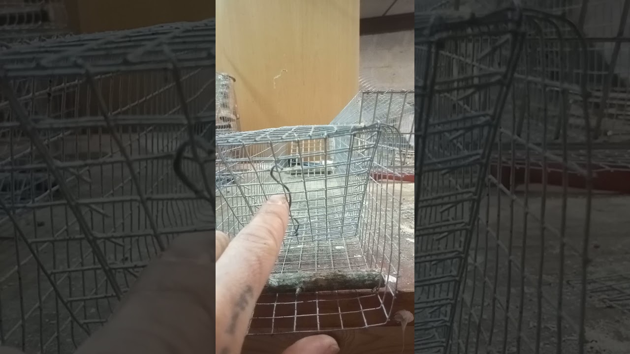 trampa para conejos mejorada