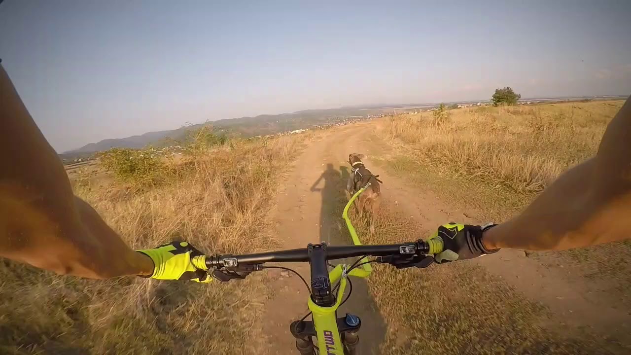 BIKEJORING WEIMARANER SPEED TRAINING