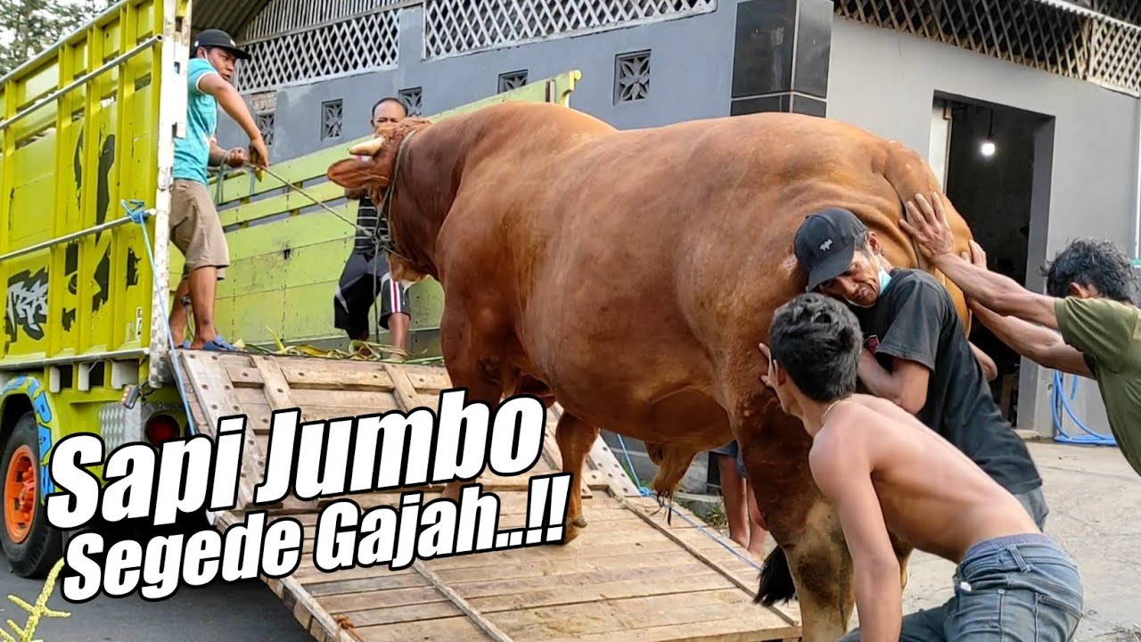 Jemput Sapi Jumbo 1,3 Ton Pengganti  Bima Sakti