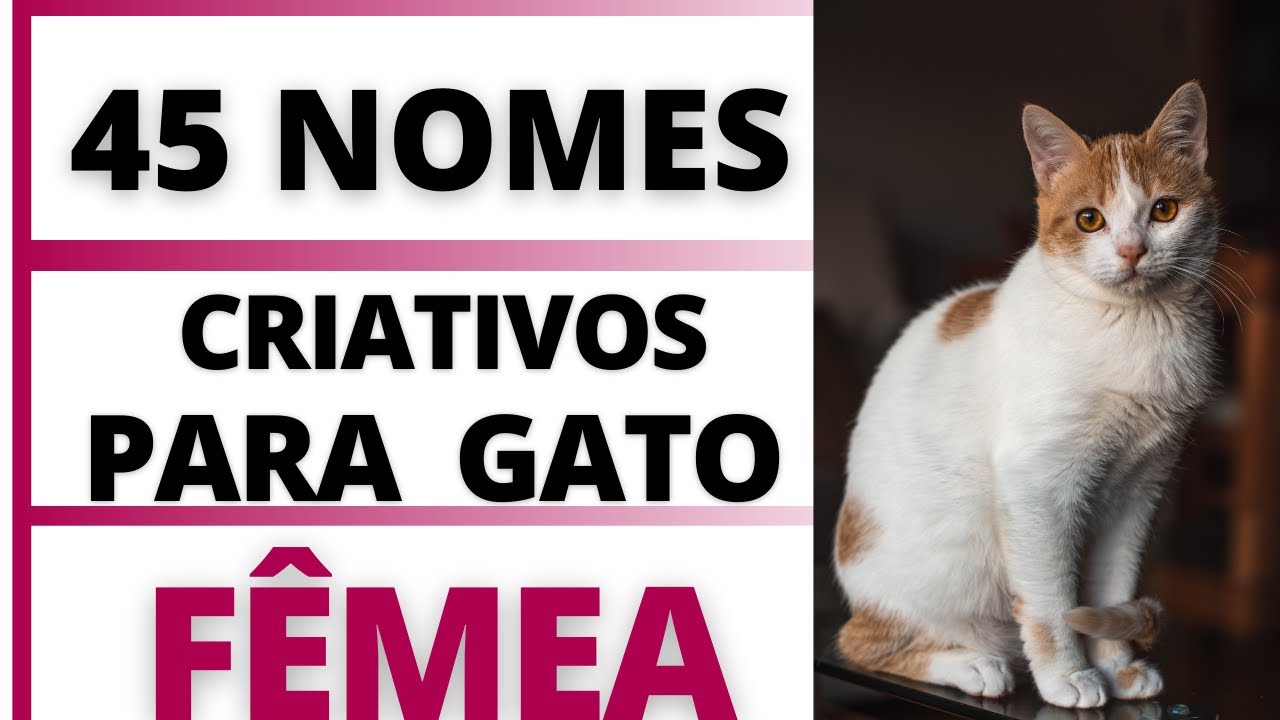 NOMES CRIATIVOS PARA GATO FÊMEA🐱🐈🥰