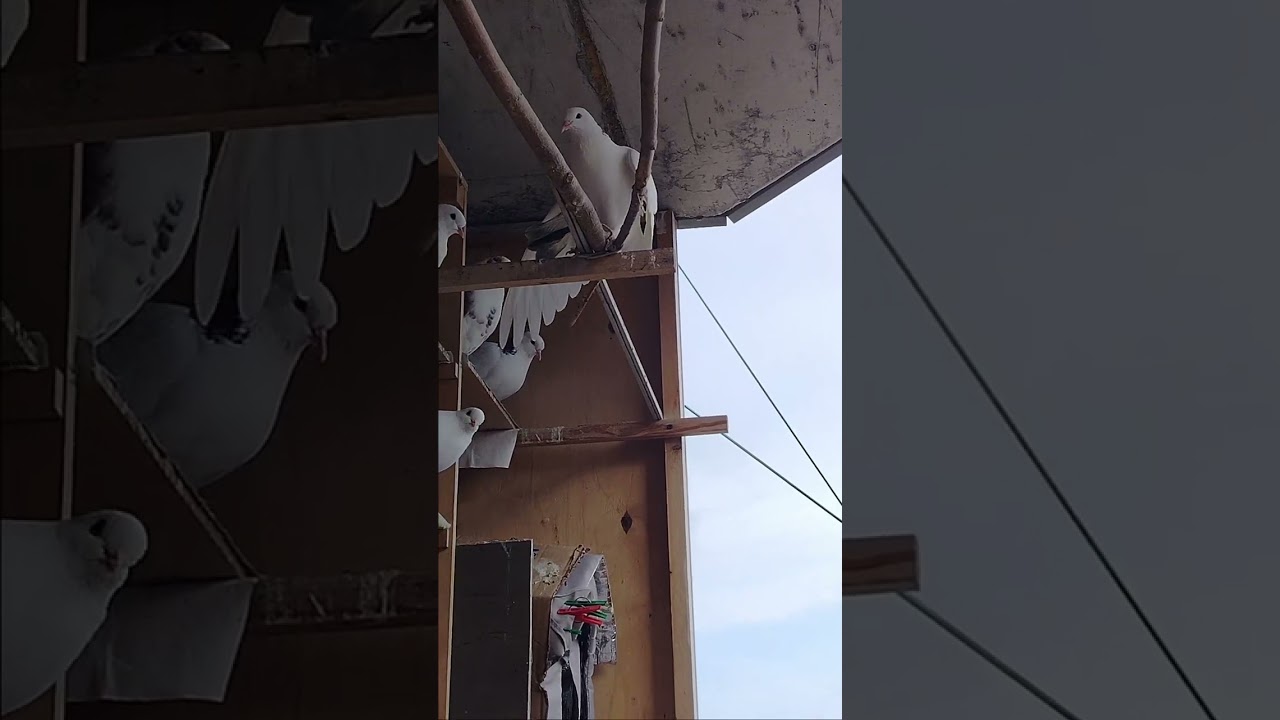 Санаторий для голубей 🕊️🕊️🕊️