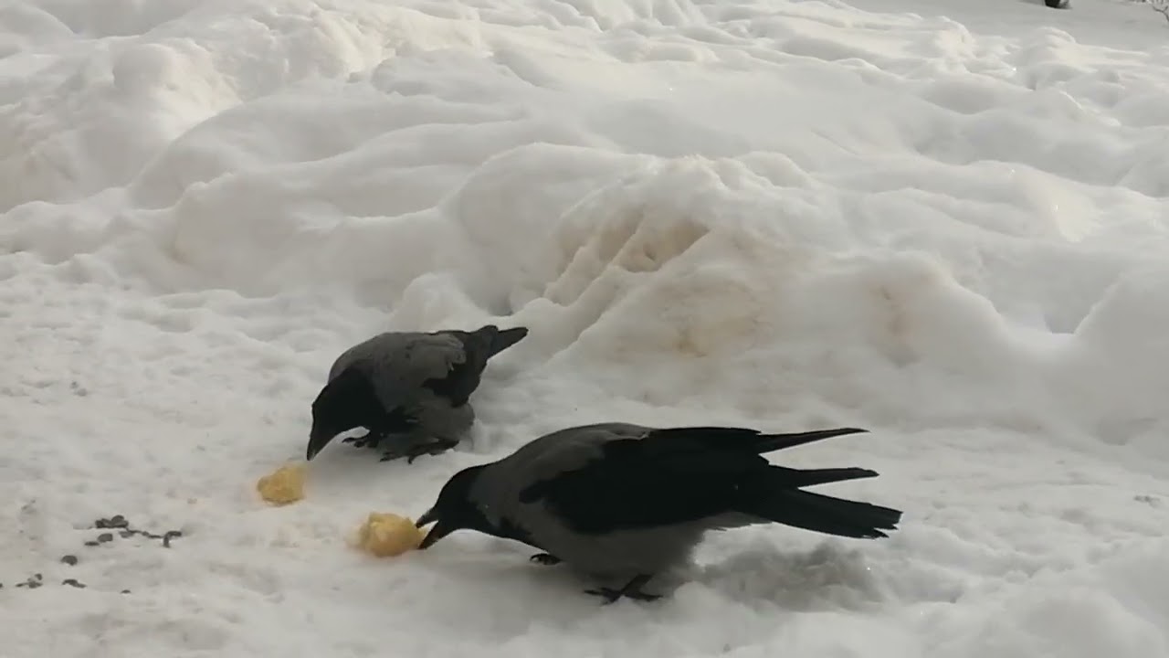 Такая страшная каша #вороны / This cornmeal is scary! Male crow Worzel doesn't want to approach it