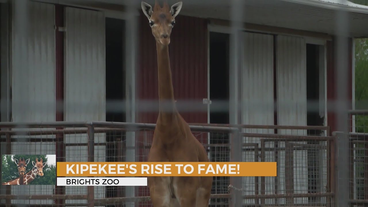 Kipekee turns 1: A year of her life and her success
