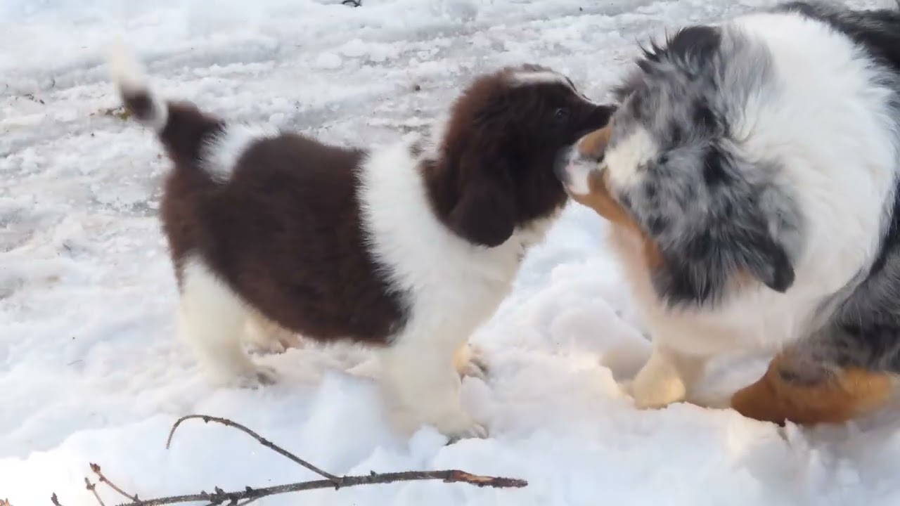 Frida, AKC Newfoundland Puppy #puppy #newfoundland #bestfriend