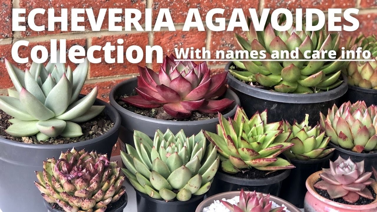 Наша коллекция ECHEVERIA AGAVOIDES: с названием растения, уходом и руководством