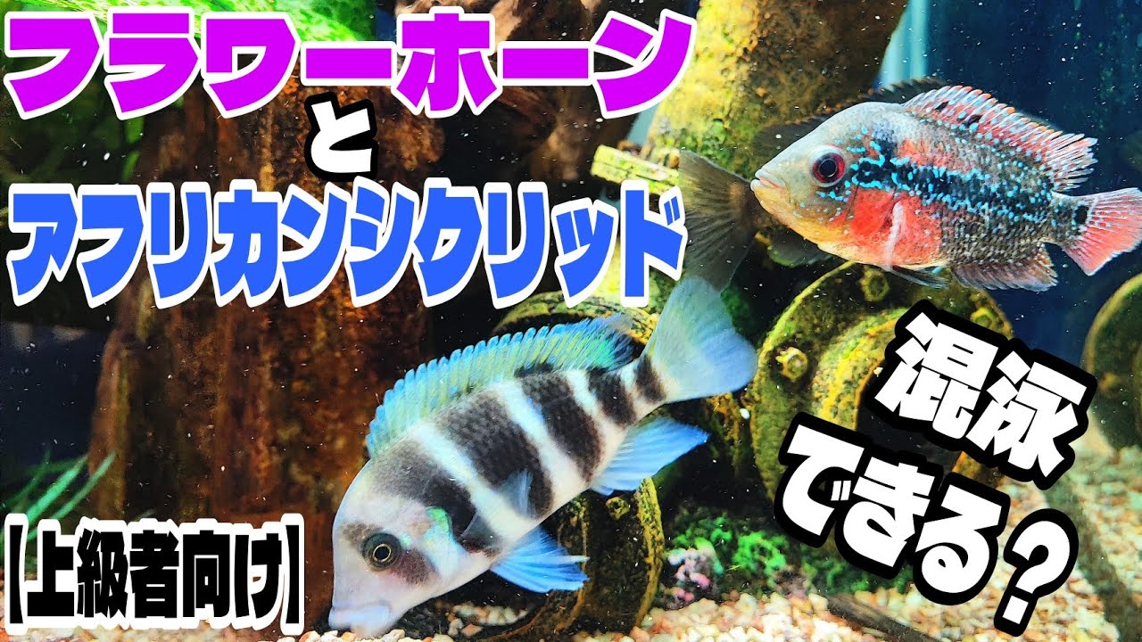フラワーホーンとアフリカンシクリッドは混泳できる？