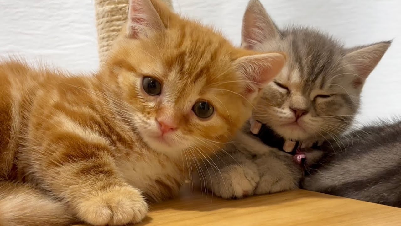 なんでもないようなことが幸せだと思える子猫動画💓✨