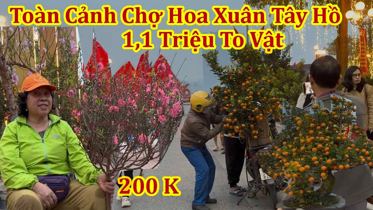 XUÂN BÍNH NGỌ 2026 - QUẤT CẦN THĂNG ĐÀO GIÁ RẺ CHƯA TỪNG THẤY CHỢ HOA XUÂN TÂY HỒ