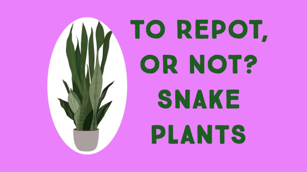 To Repot, or Not?  SNAKE PLANT EDITION