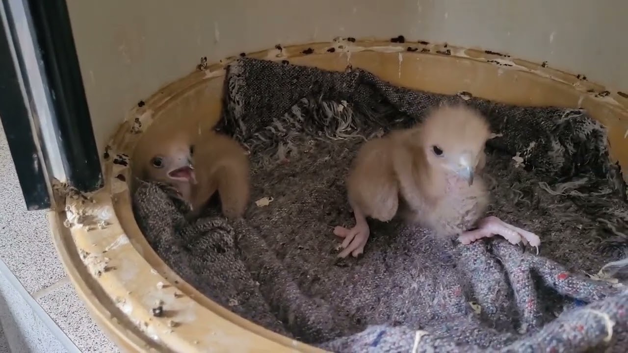 Zoocriadero El Huayco de Jose Antonio Otero ...... el mejor zoocriadero de aves rapaces y m&aacute;s