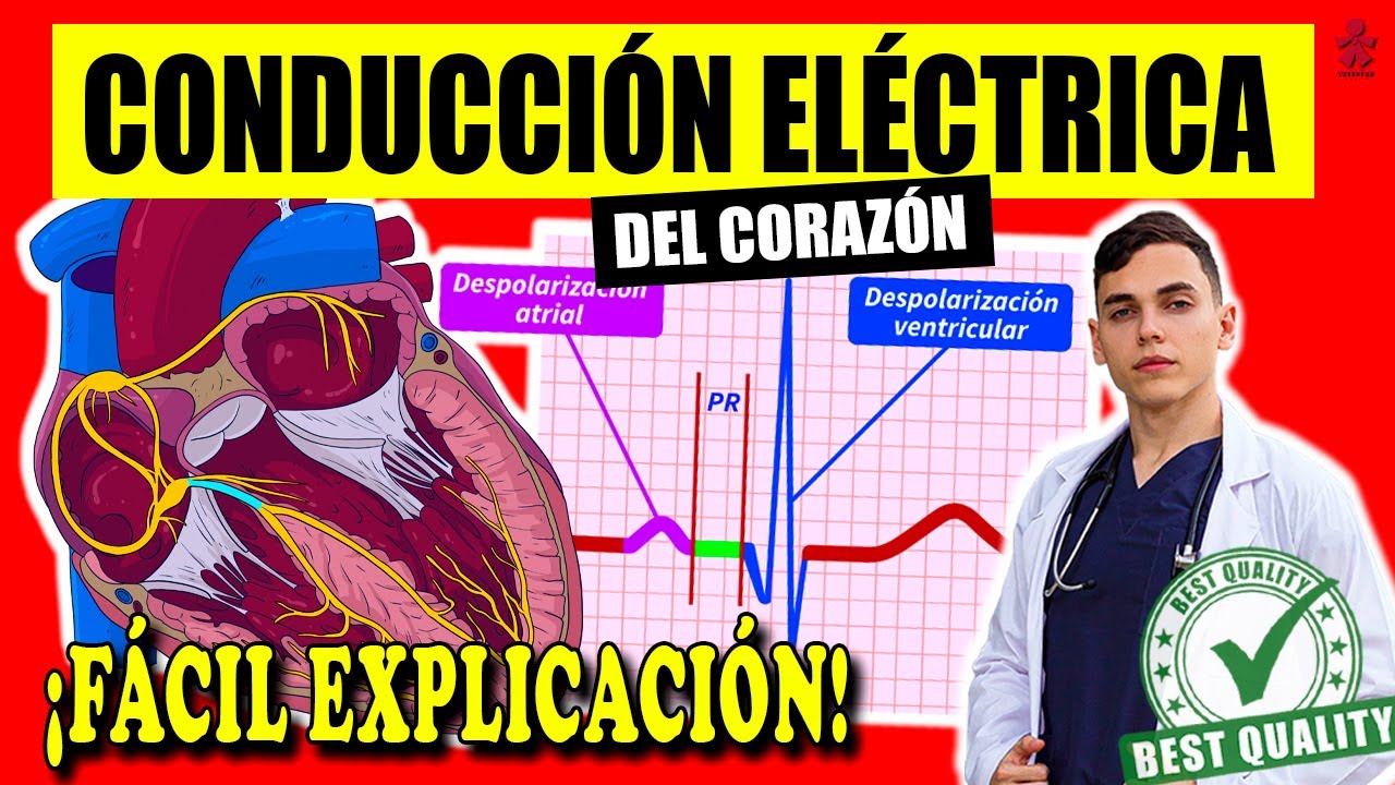SISTEMA DE CONDUCCIÓN DEL CORAZÓN ‼️
