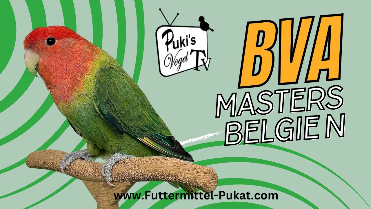 BVA Masters 2024 | Europas größte Spezialschau für Agaporniden mit 2.500 Vögeln!