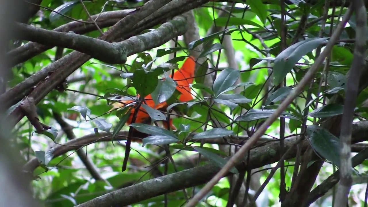 Birding Suriname 2020  Fred's place / Fredberg (basecamp)