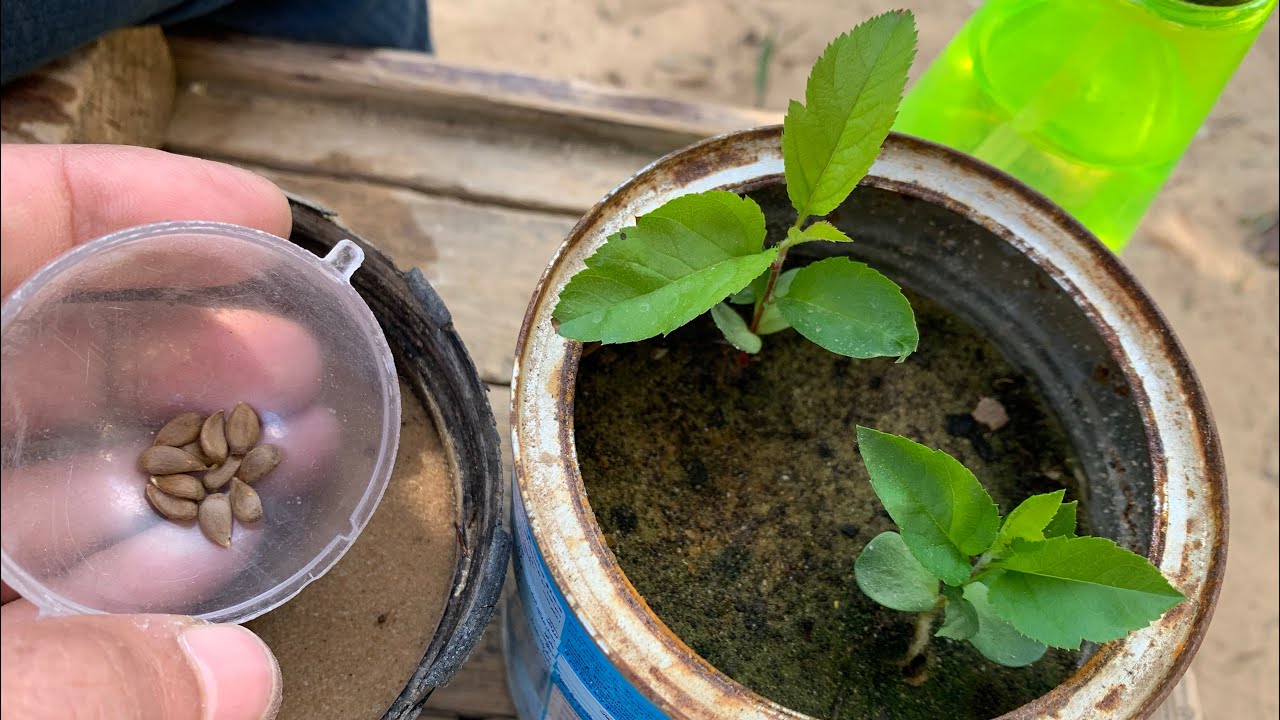 زراعة بذور التفاح 🍎 لا ترمي البذور بعد اكل ثمار التفاح واغرسها في التربة 🍏