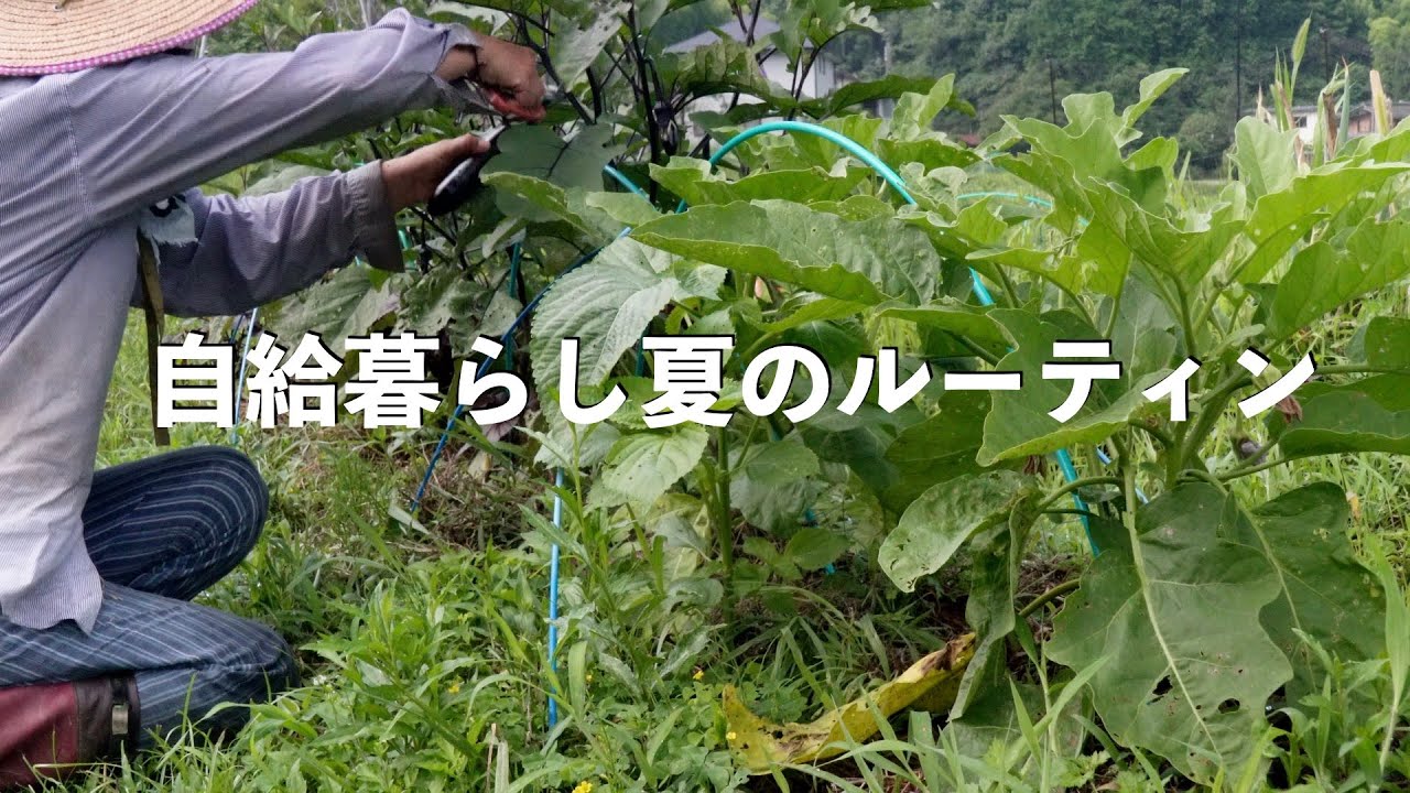 自給暮らしvlog｜田舎暮らし夏のルーティン|#72