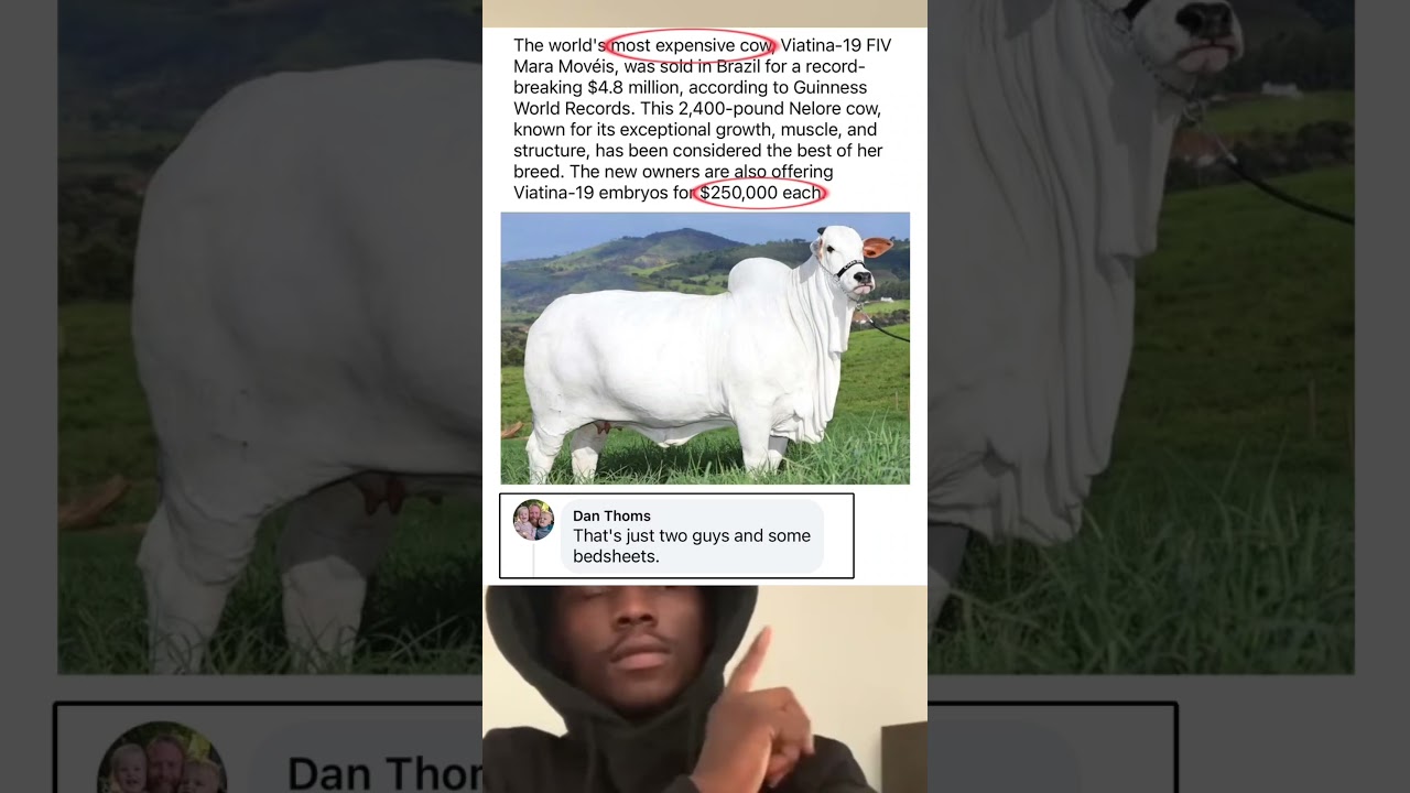 The world most expensive cow.