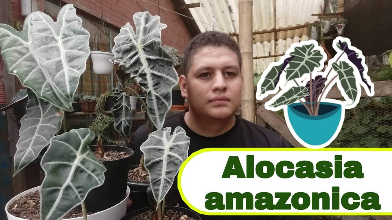 Trasplante y cuidados de la alocasia amazónica.