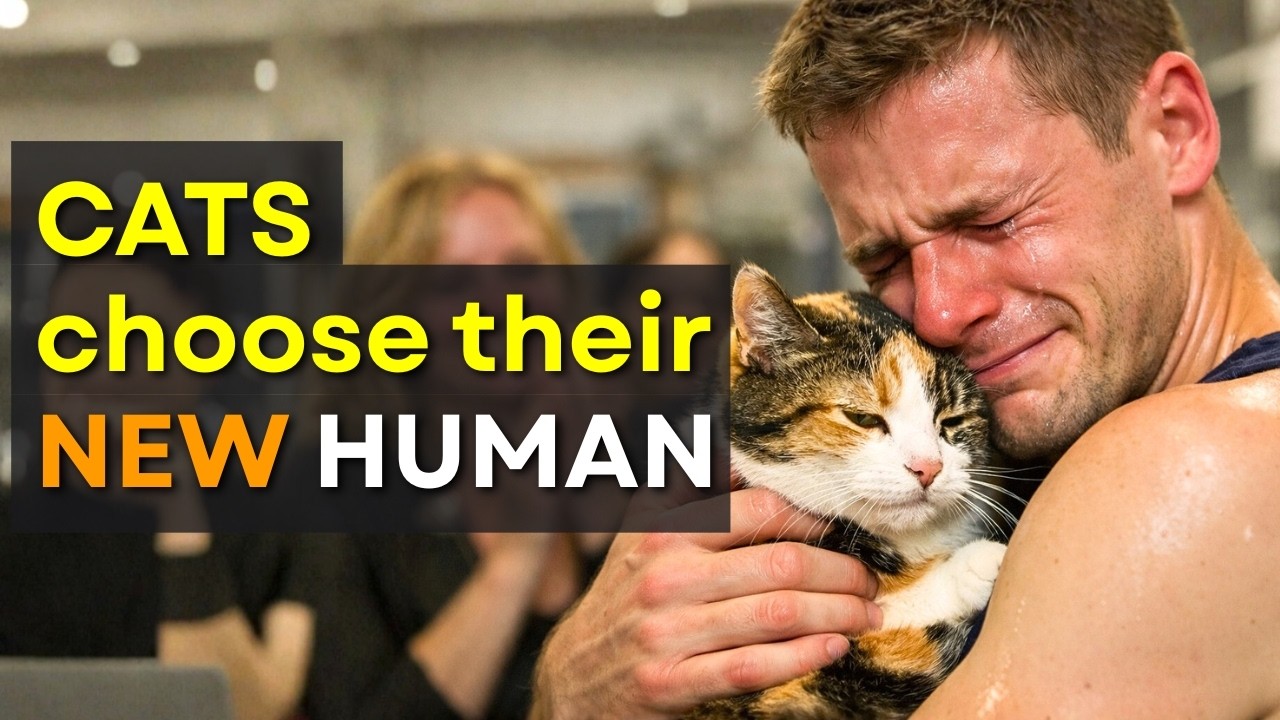 When Cats Choose Their Humans — Adoption Stories 