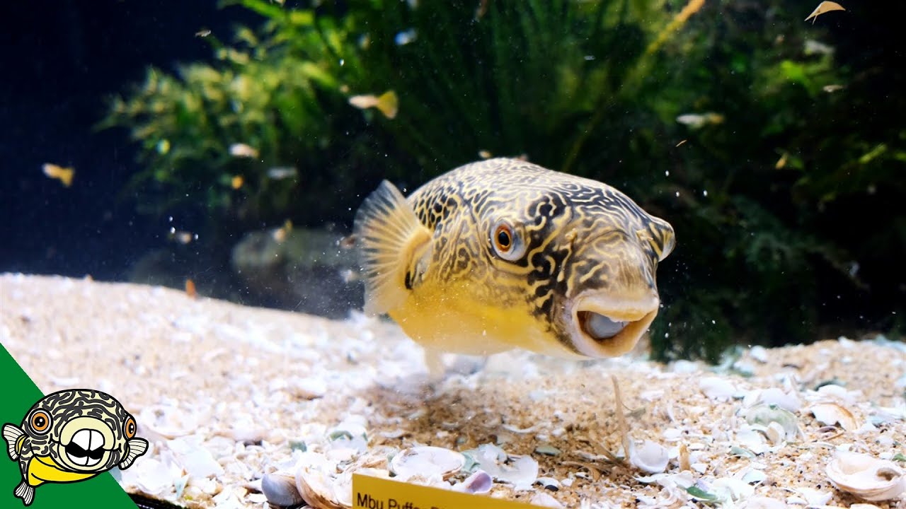 Murphy The Mbu Puffer - Aquarium Co-Op