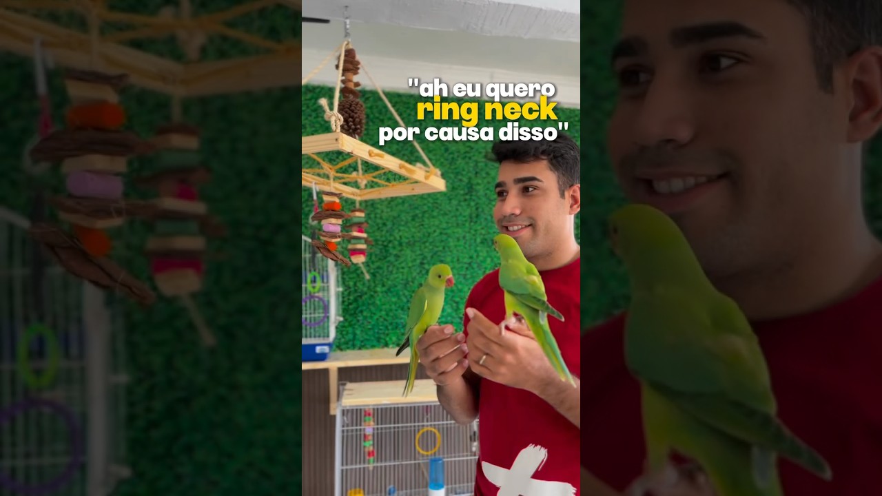 Pr&oacute;s e contras do Ring neck! #aves #ringneck #avesexoticas