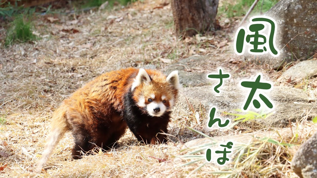 【国内最高齢レッサーパンダ】2026.2.23 風太さんの散歩風景をただただ見るだけの動画　Redpanda Fuuta at Chiba Zoological Park