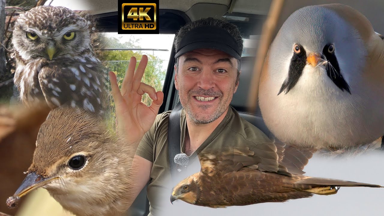 WHAT A DAY! Little Owl, Bearded Reedlings And Much More. Elmley Nature Reserve.