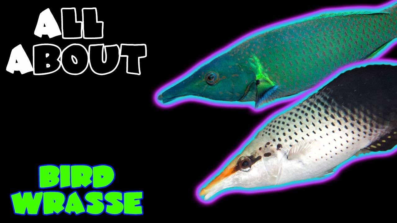 All About The Bird Wrasse