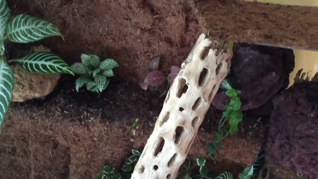 COMO HACER TU PROPIO TERRARIO. Haz un segundo piso para tu terrario. MORDIDA DE SERPIENTE DE DANIEL