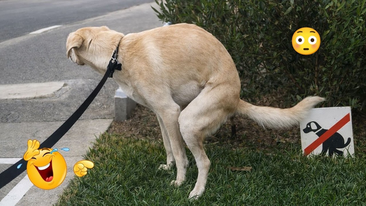 I Can’t Stop Laughing at These Hilarious Dogs 😂 Funny Dog Moments 2026 #54