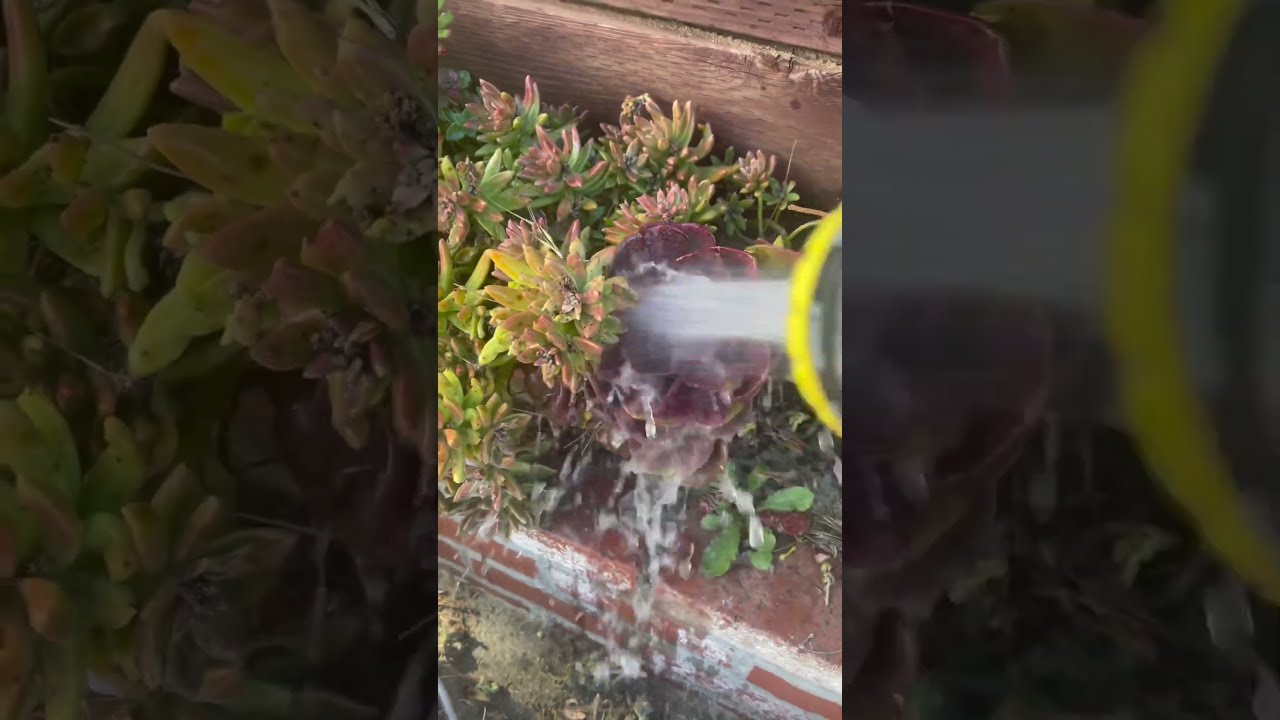Succulent Tips: Treating plants with Aphids 🪴
