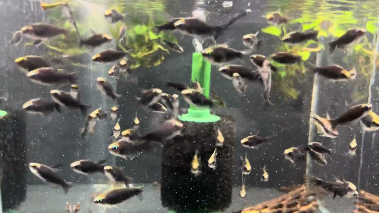 Black emperor tetras.