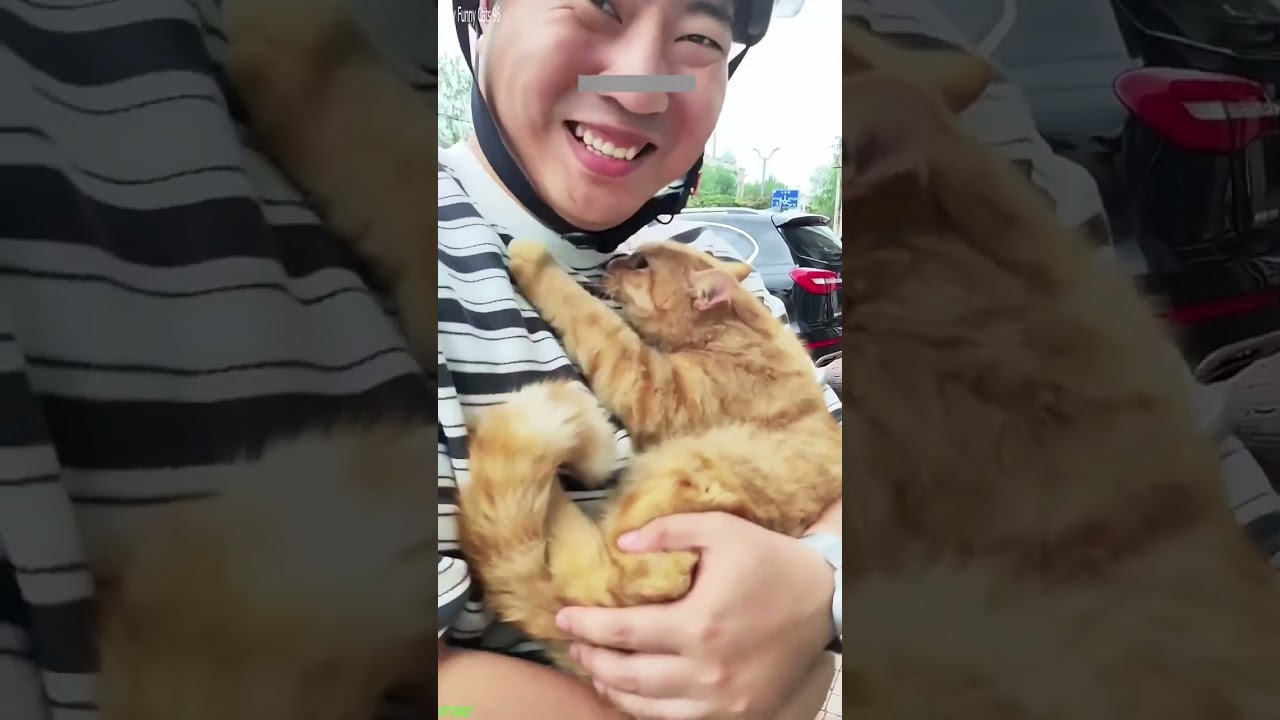 Cat Lover 🐱 Cute Cats Kittens ❤️ # #6709