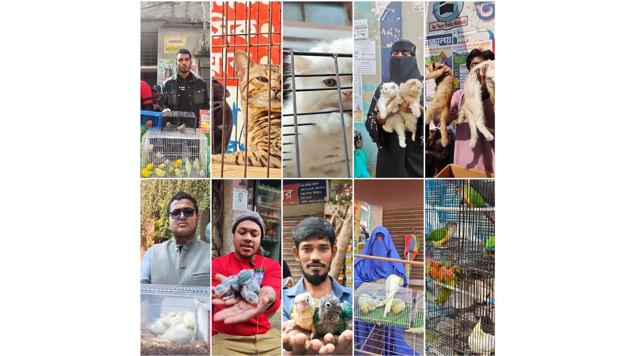 09/01/2026 এর মিরপুর পাখির হাট কেমন ছিলো কেমন ছিলো আজকের পাখির দাম 