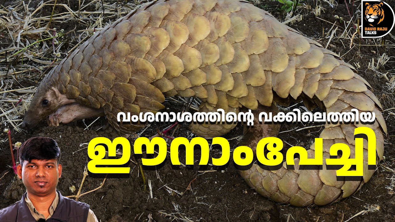 ഏറ്റവും കൂടുതൽ ചൂഷണത്തിന് ഇരയാകുന്ന ജീവി, ഈനാംപേച്ചി ; Pangolin #davidrajutalks #wildlife