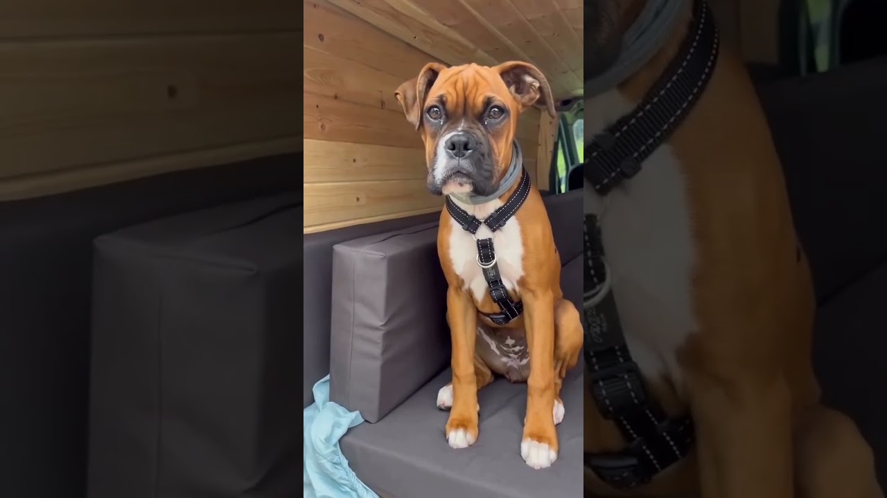 2 Months to One Year boxer dog transformation 