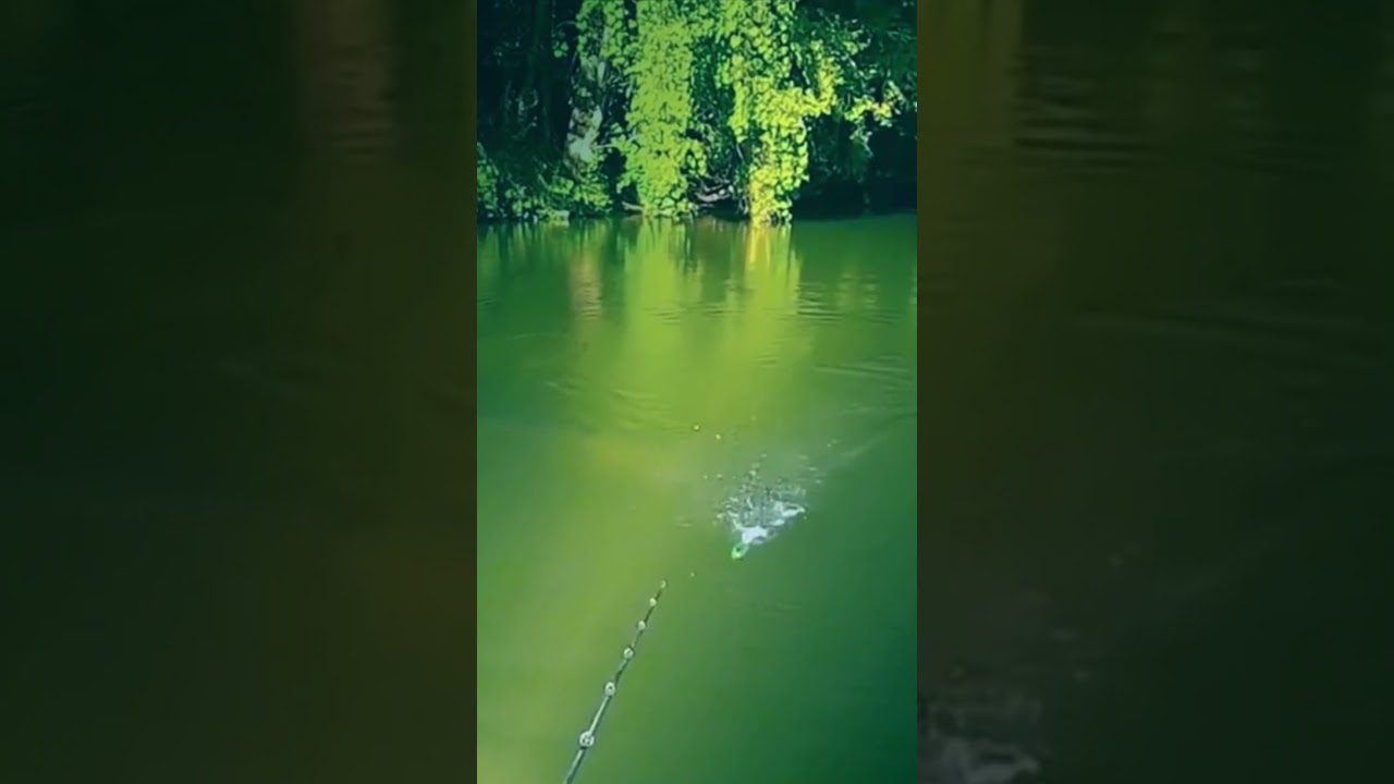 GIANT CATFISH STRIKES TOP WATER !!! 