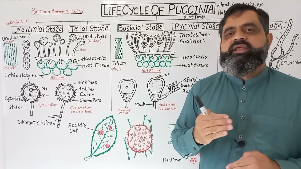 Life Cycle of Puccinia English medium @ Prof Masood Fuzail | Rusts Fungi | Teleutospores|Teliospores