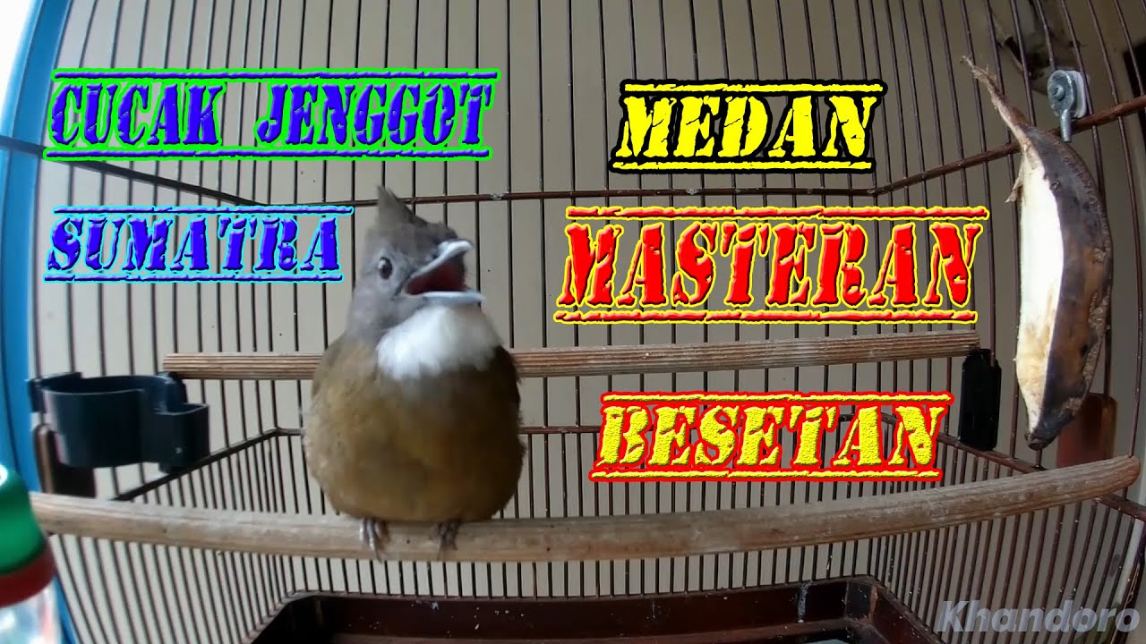 Masteran Cucak Jenggot Medan