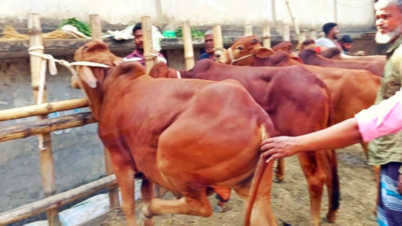সবচেয়ে ছোট্ট ছোট্ট ষাঁড় ও বকনা বাছুর গরুর দাম😱আরিচা গরু# হাট২০২৬ 
