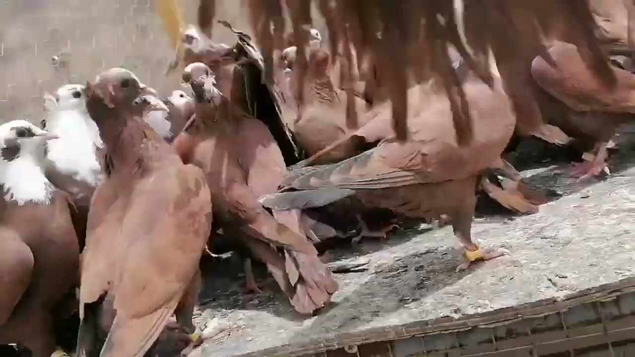 (اعلان ٩٢ مخلف ) طيور حمر مخاليف العدد ٩٢ مكعكلات الفحل ٦٢ والطواير ٣٠ انباعن