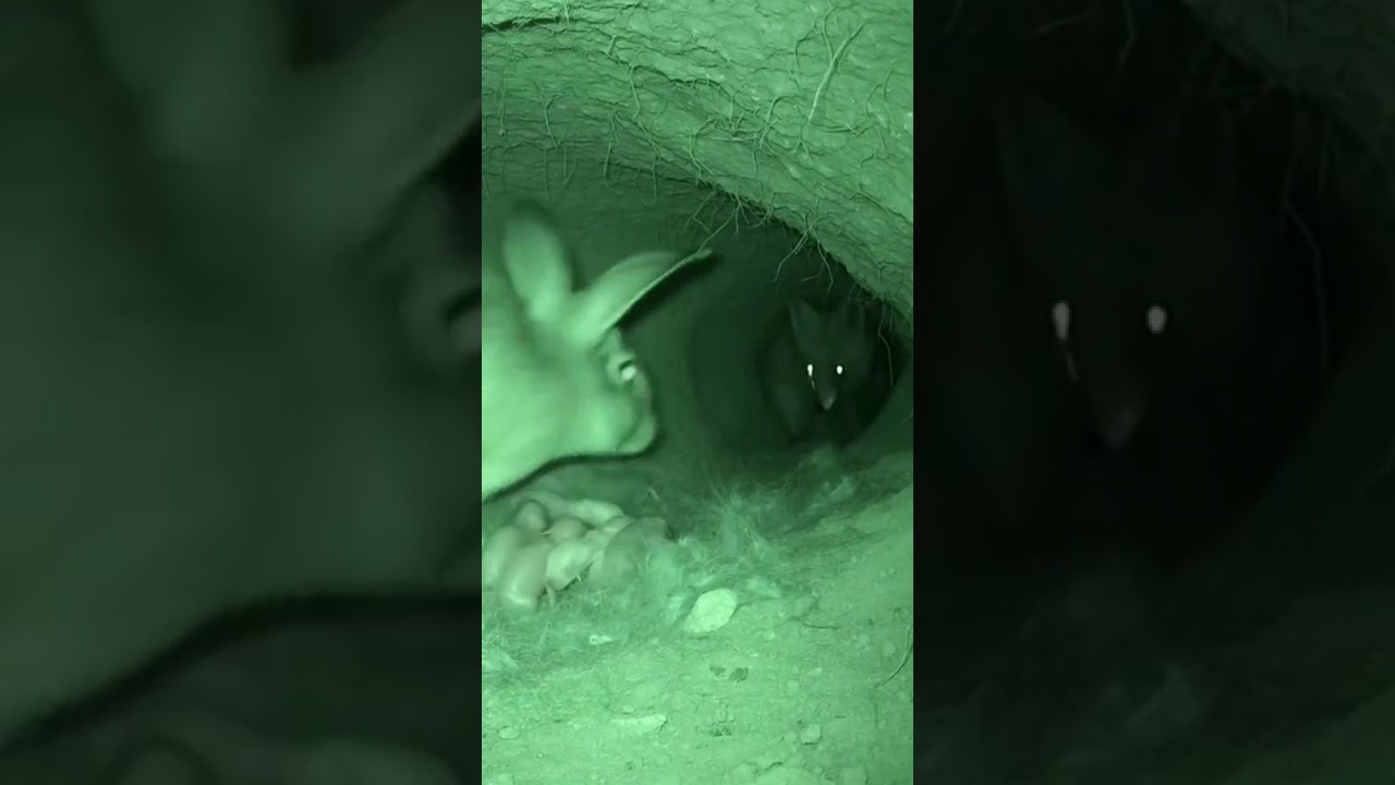 Hidden Camera Captures Fox Trying to Attack Baby Rabbits Inside Burrow