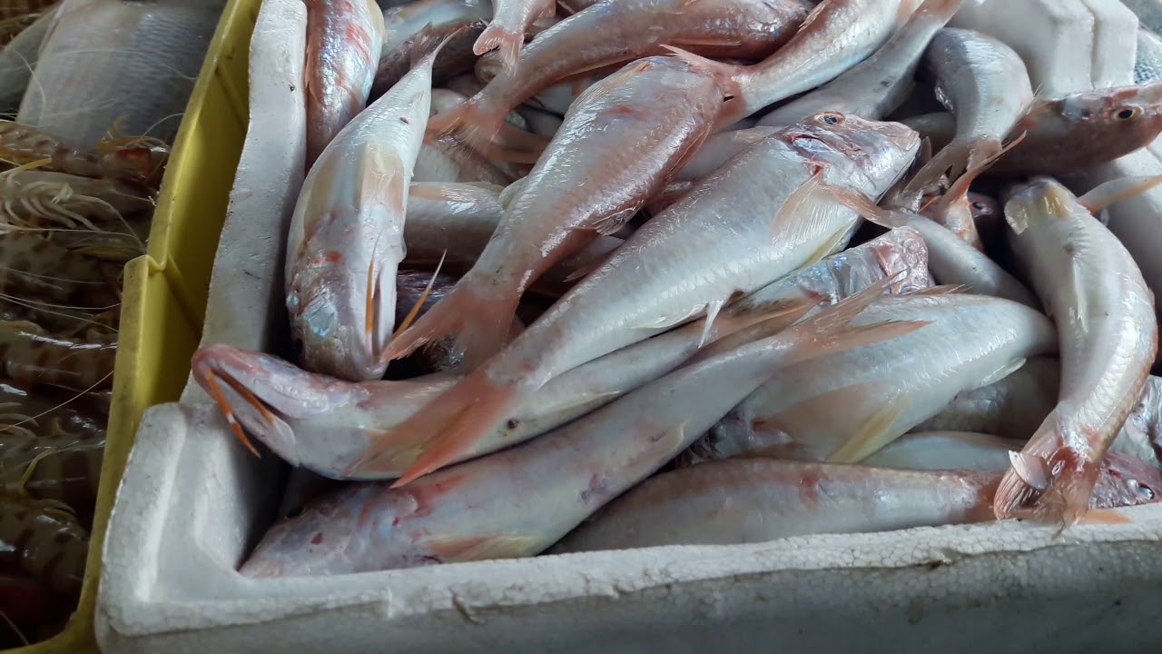 02.10.2018 TRANI  Arriva il pesce fresco dai pescherecci