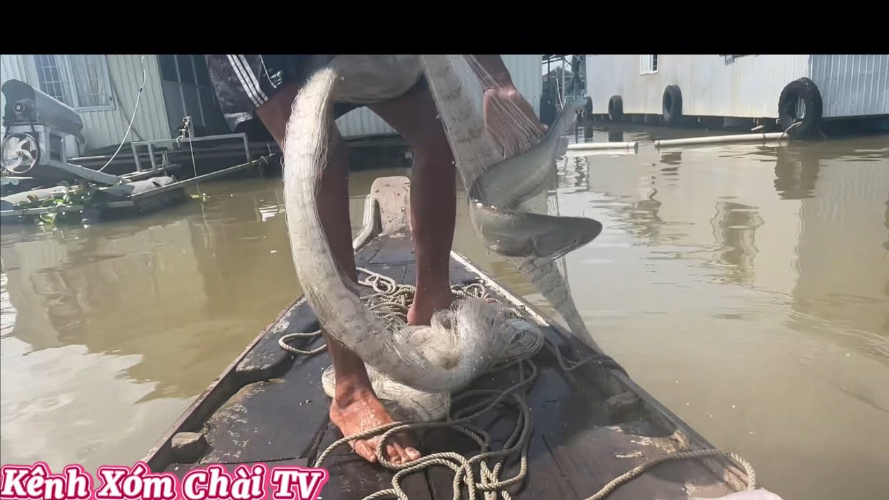 Giựt Dây Bắt Được Cá Leo #fishing #mientay #xomchaitv 