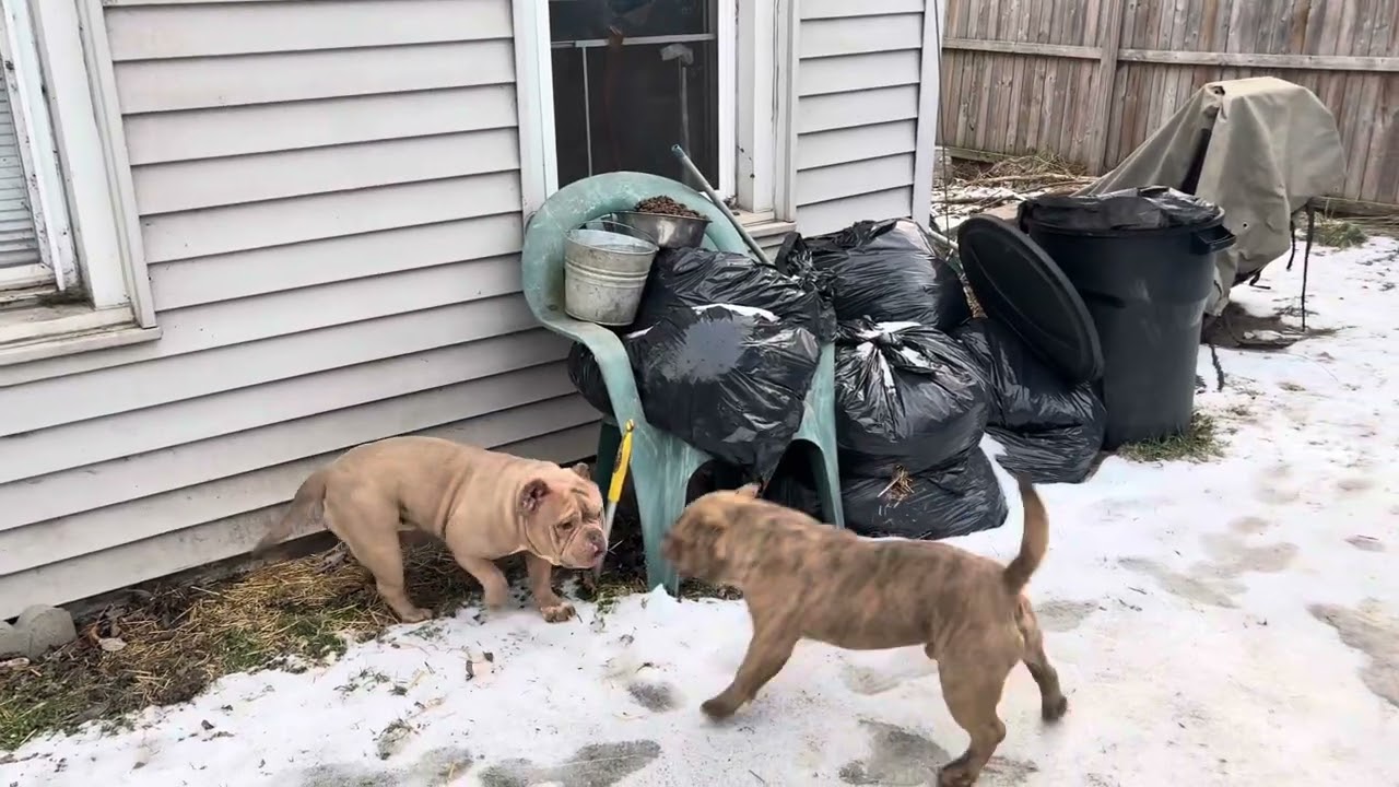 Entering A New Year HAPPY NEW YEAR Bully Family 