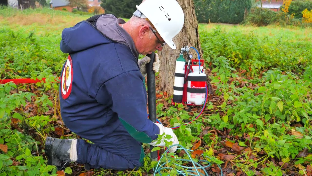 Éradication d'un nid de frelons asiatiques avec la perche Air'adik - Armosa