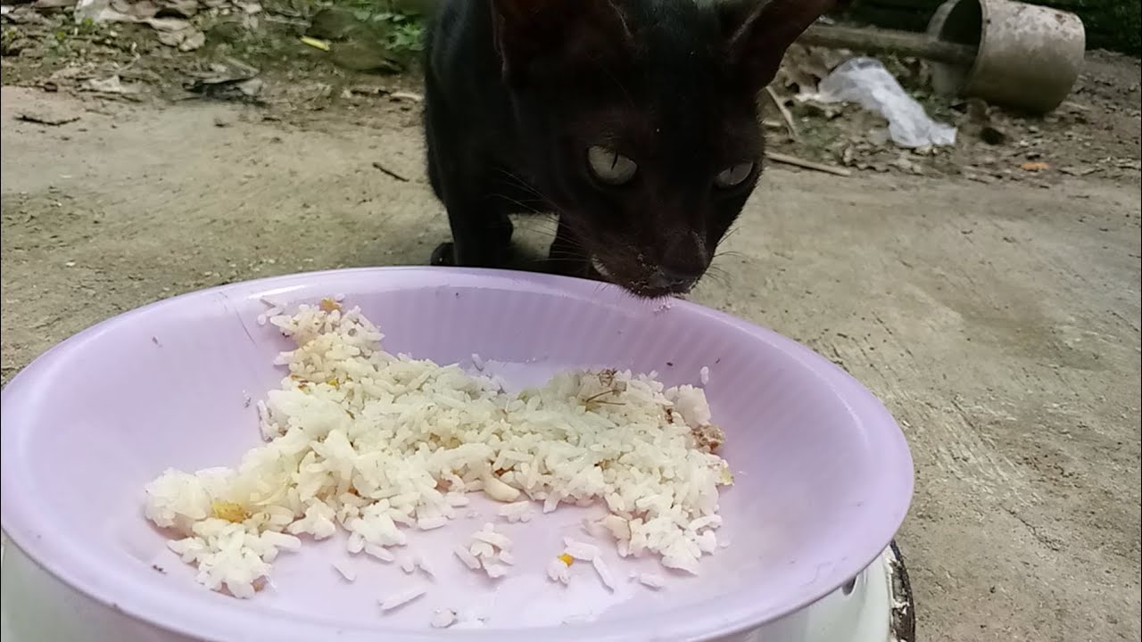 Cats eating food ASMR part 8